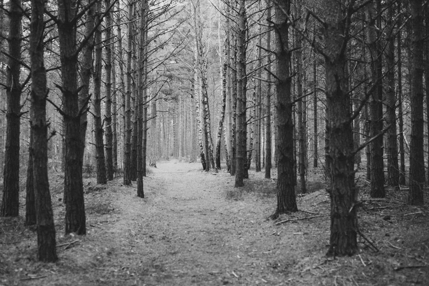 ansel-adams-zone-system-photography.png